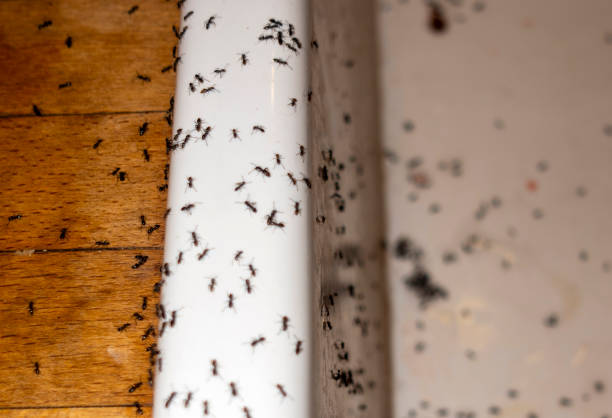 Best Commercial Pest Control Services  in Strathmore, CA