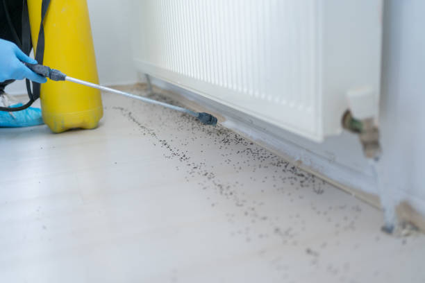 Best Pest Prevention Services  in Strathmore, CA