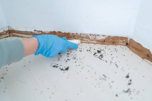 Best Pest Control Treatment  in Strathmore, CA