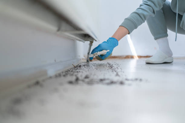 Best Termite Control Services  in Strathmore, CA